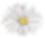 White Flower